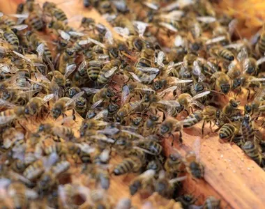 Idoso estava trabalhando em sua roça quando foi atacado pelas abelhas