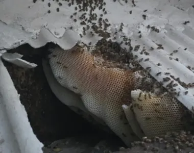 Enxame de abelhas atacou família e cachorros