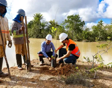 A ideia é plantar 40 mil mudas até 2027
