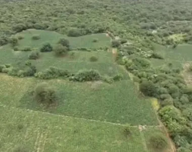 Plantio de maconha encontrado pelas polícias Militar e Federal