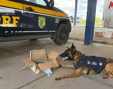 Cachorro encontrou drogas no bagageiro