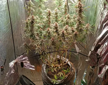 Plantação ficava em um cômodo escondido
