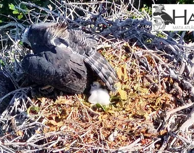 Nascimento de harpia