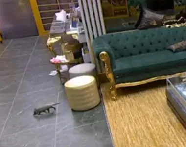 Gambá passeando no BBB 26