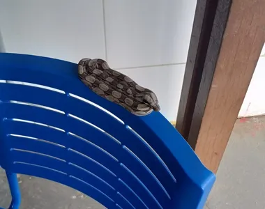 Animal foi encontrado por funcionário da escola