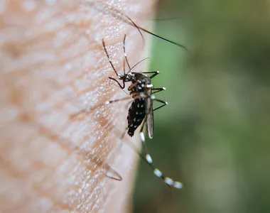 Jornalista contrai dengue hemorrágica