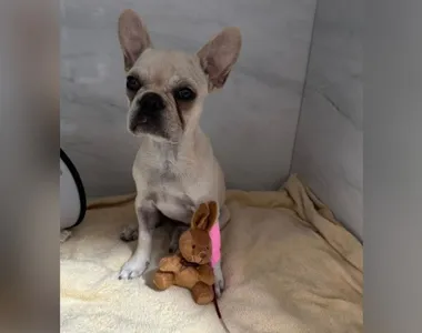 A cadela tem três meses de idade e é da raça buldogue francês