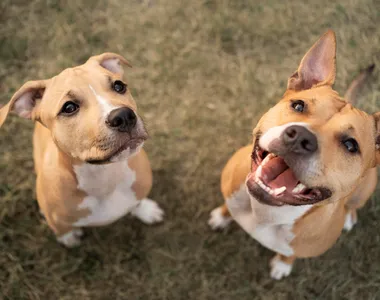 Animais foram recolhidos para eutanásia