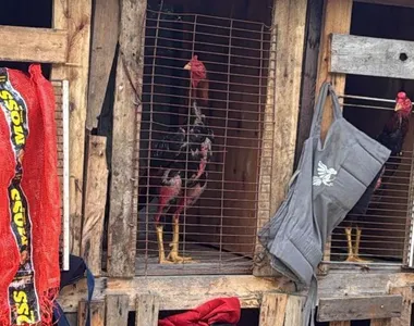 Cerca de 30 animais foram resgatados