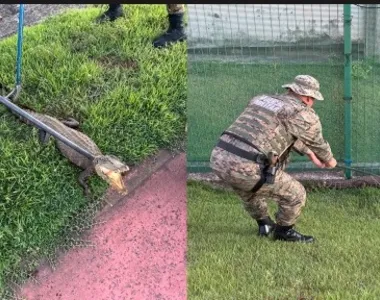 Jacaré apresentava um ferimento na cabeça