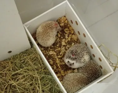 Ouriços africanos resgatados pela PRF