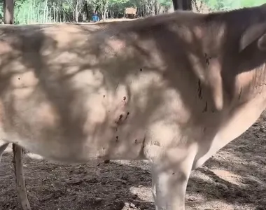 As vacas estavam presas em um curral