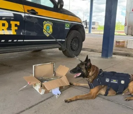 Imagem ilustrativa da imagem Doguinhos 'denunciam' droga em ônibus na Bahia