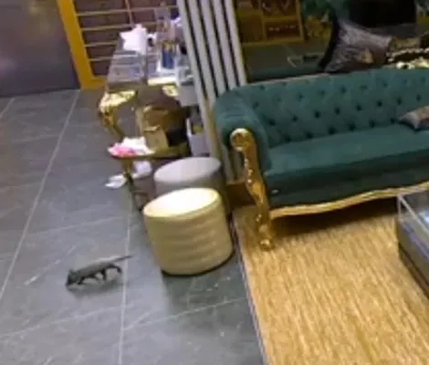 Imagem ilustrativa da imagem Gambá entra na casa do BBB 26 e assusta brothers; produção é acionada