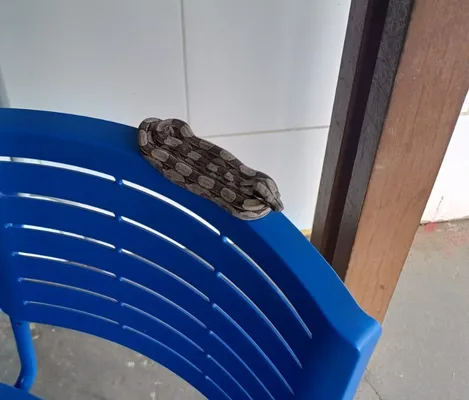 Imagem ilustrativa da imagem Jiboia é encontrada dentro de escola em Salvador