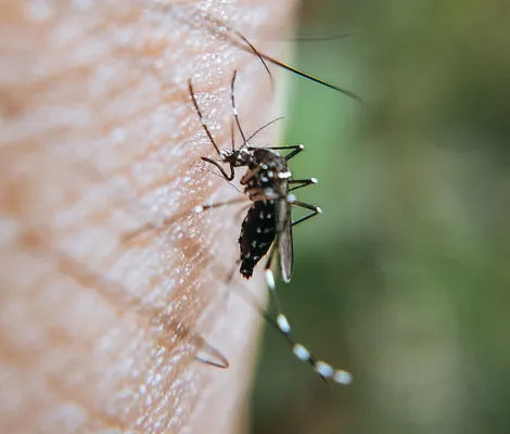 Imagem ilustrativa da imagem Jornalista fica em estado grave após se automedicar contra dengue