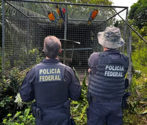 Imagem ilustrativa da imagem Operação em Salvador desmonta tráfico de animais silvestres