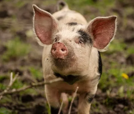 Imagem ilustrativa da imagem Parece? De quatro no chiqueiro, homem diz se identificar como porco