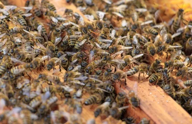 Imagem ilustrativa da imagem 