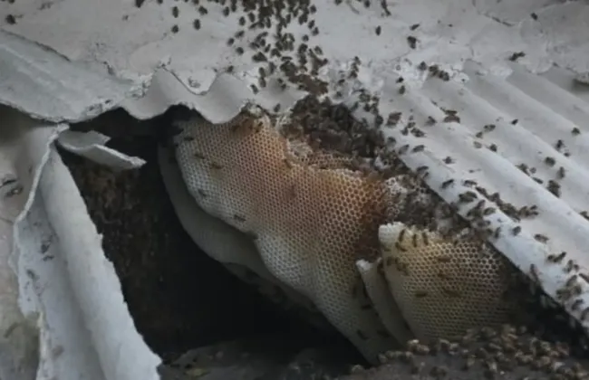 Imagem ilustrativa da imagem 