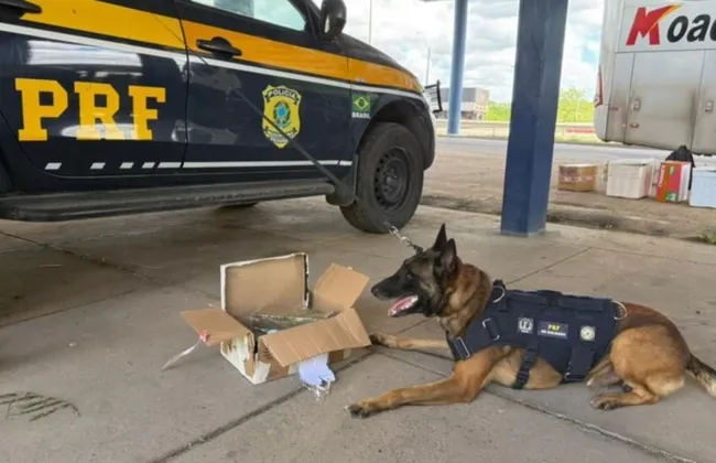 Imagem ilustrativa da imagem 