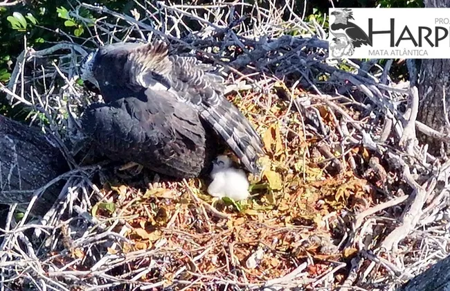 Imagem ilustrativa da imagem 