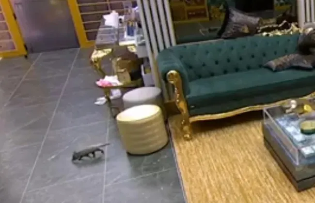 Imagem ilustrativa da imagem 