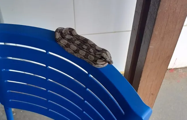 Imagem ilustrativa da imagem Jiboia é encontrada dentro de escola em Salvador