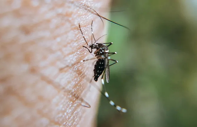 Imagem ilustrativa da imagem Jornalista fica em estado grave após se automedicar contra dengue