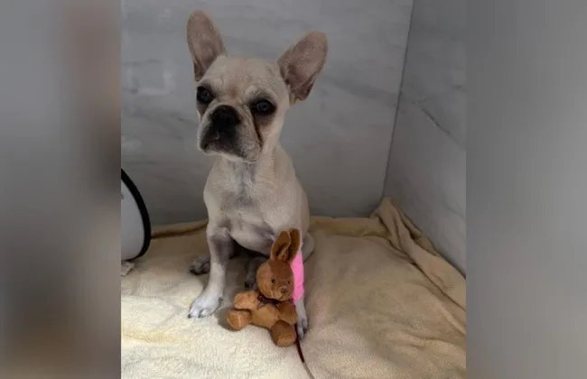 Imagem ilustrativa da imagem 