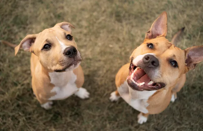 Imagem ilustrativa da imagem Mulher morre ao tentar defender filho de ataque de cachorros
