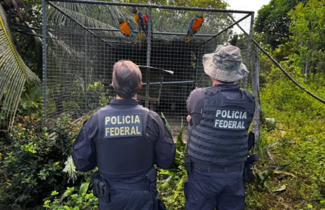 Imagem ilustrativa da imagem 