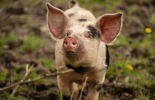 Imagem ilustrativa da imagem 