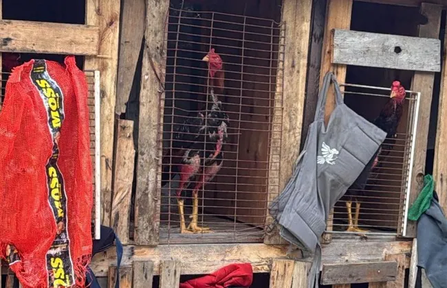 Imagem ilustrativa da imagem 