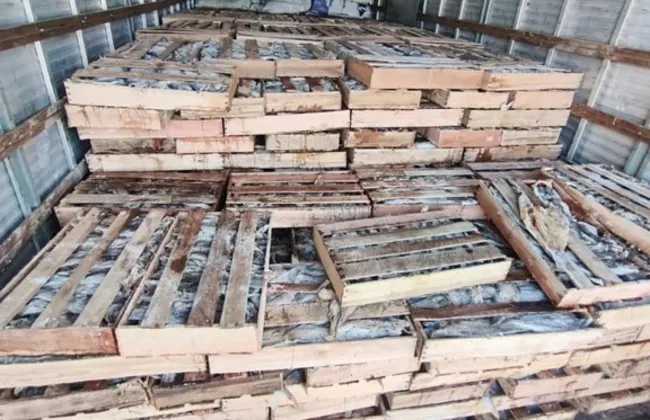 Imagem ilustrativa da imagem 