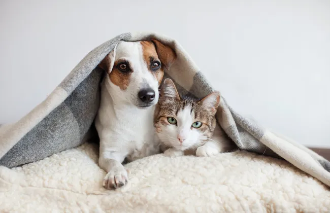 Imagem ilustrativa da imagem 