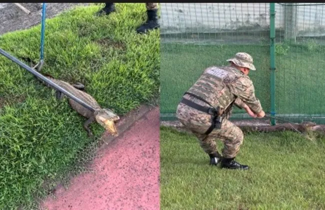 Imagem ilustrativa da imagem 