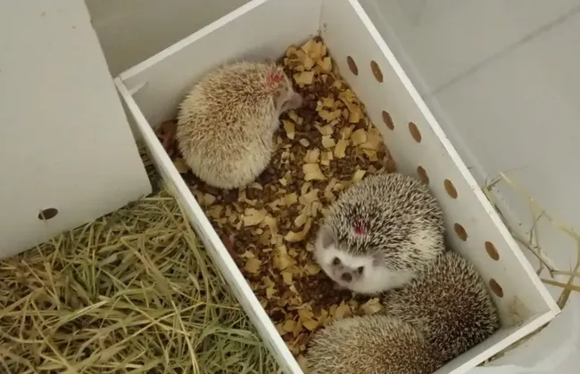 Imagem ilustrativa da imagem 