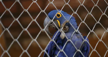 Imagem ilustrativa da imagem Inscrições para o Zoo Noturno serão abertas nesta terça-feira