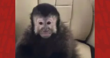 Imagem ilustrativa da imagem Marcell Moraes denuncia morte de macaco-prego após resgate no Alphaville