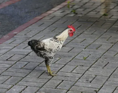 Preço de galinha teria motivado ataque a facão na Bahia
