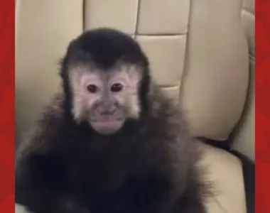 Segundo o ex-deputado Marcell Moraes, o macaco teria sido evenenado