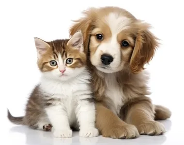 A iniciativa é voltada principalmente para animais de pessoas em situação de vulnerabilidade social