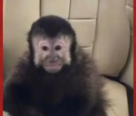 Imagem ilustrativa da imagem Marcell Moraes denuncia morte de macaco-prego após resgate no Alphaville
