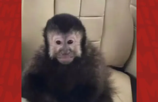 Imagem ilustrativa da imagem Marcell Moraes denuncia morte de macaco-prego após resgate no Alphaville