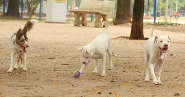 Imagem ilustrativa da imagem Saiba como funciona o SinPatinhas, novo RG para gatos e cães