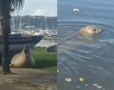 Animal pode ter pego corrente ascendente e veio parar na Baía de Todos-os-Santos
