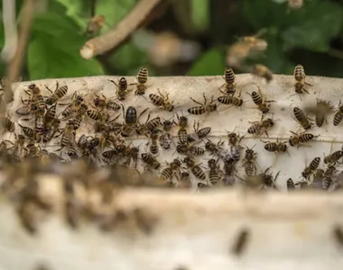 Enxame de abelhas ataca várias pessoas durante sepultamento na Bahia