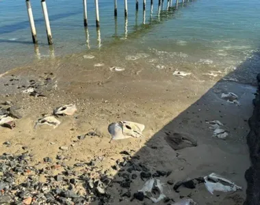 Pescador acredita que mercado local tenha feito o descarte irregular