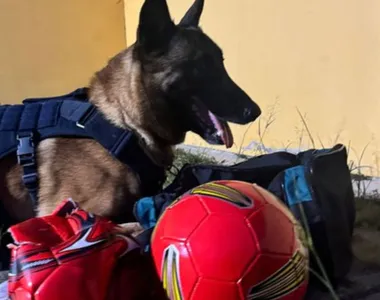 Cão farejador da PRF tem vulgo 'Messi' e é craque em localizar entorpecentes